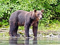 Alaska Wildlife-24